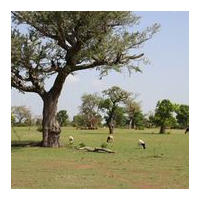 Vegetation